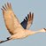 Sandhill Crane